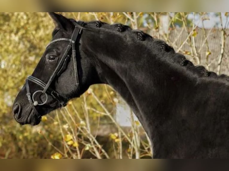Trakehner Stallion 3 years 16 hh Black in Boeslunde