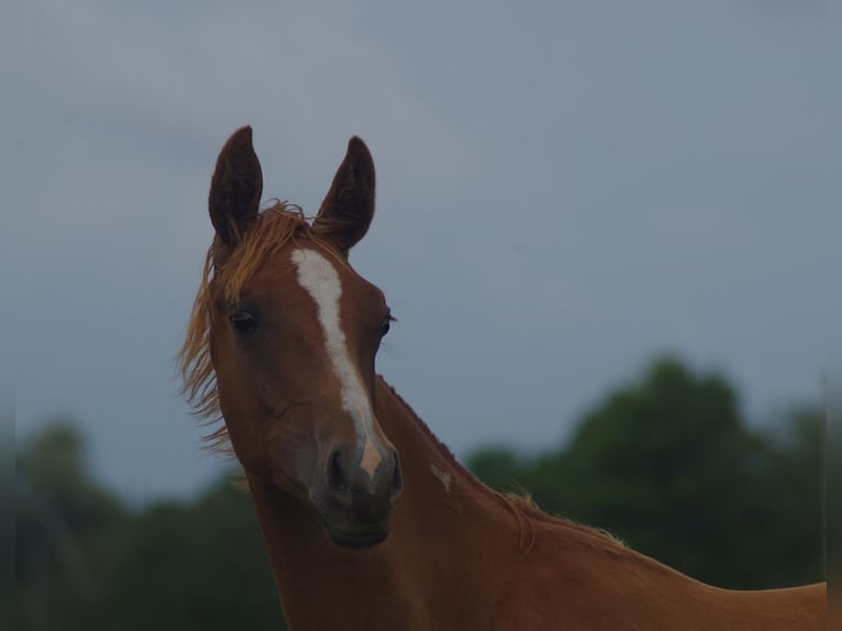 Trakehner Stallion 3 years 16 hh Chestnut-Red in Ruila