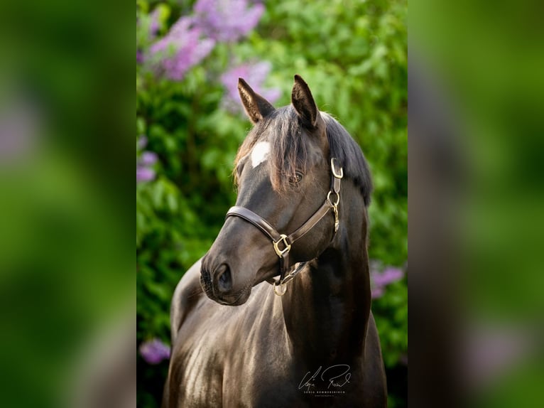 Trakehner Stallion 3 years 16,1 hh Black in Wenningstedt