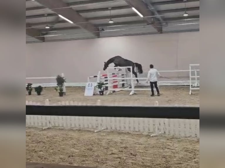 Trakehner Stallion 3 years 16,1 hh Brown in Wietzen