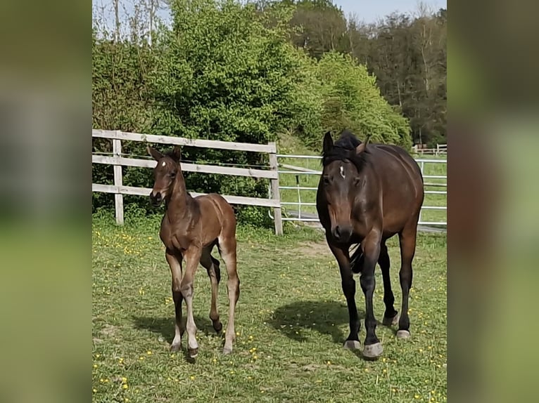 Trakehner Stallion 3 years 16,1 hh Brown in Bosau