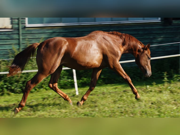 Trakehner Stallion 3 years Chestnut-Red in Klein Wittensee
