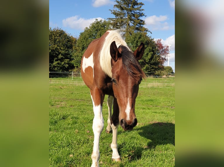 Trakehner Stallion 3 years Pinto in Oetzen