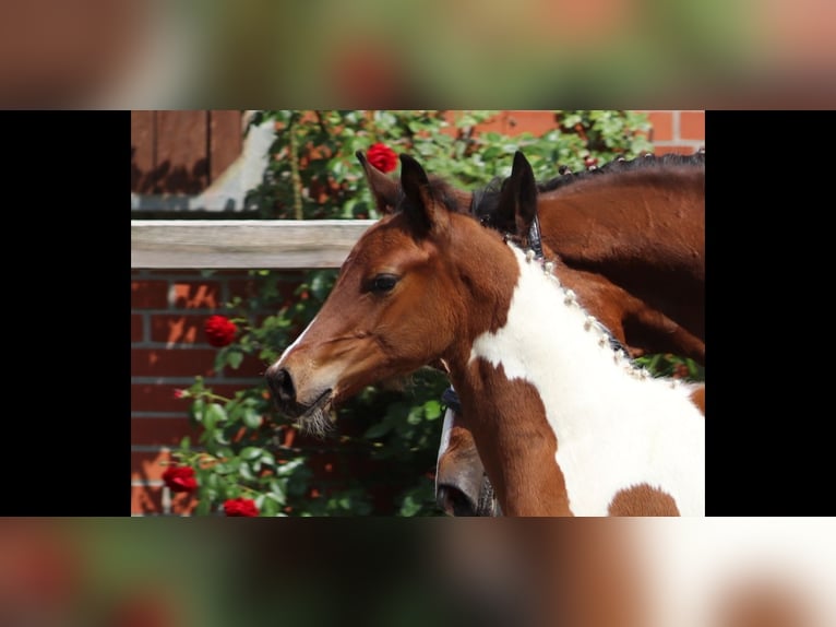 Trakehner Stallion 3 years Pinto in Oetzen