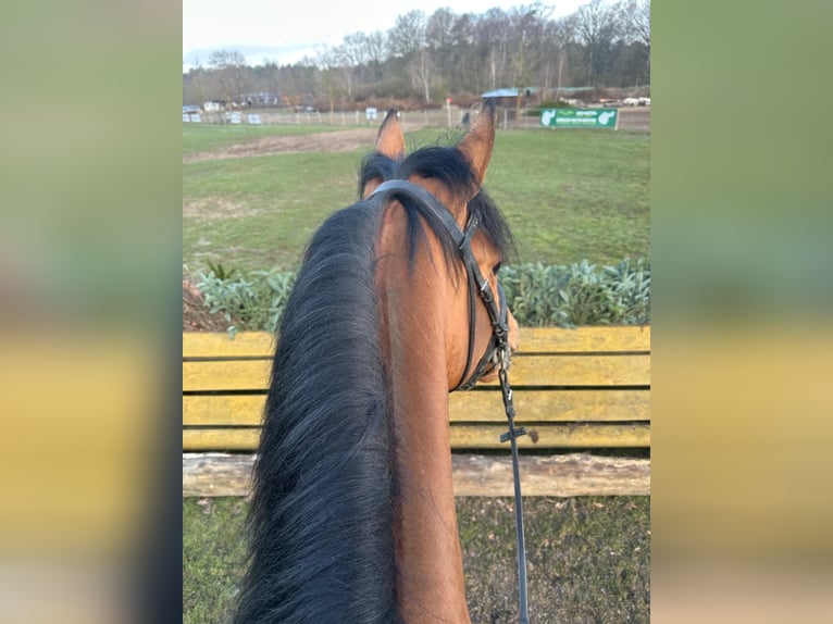 Trakehner Stallion 4 years 16.2 hh Brown in Freren