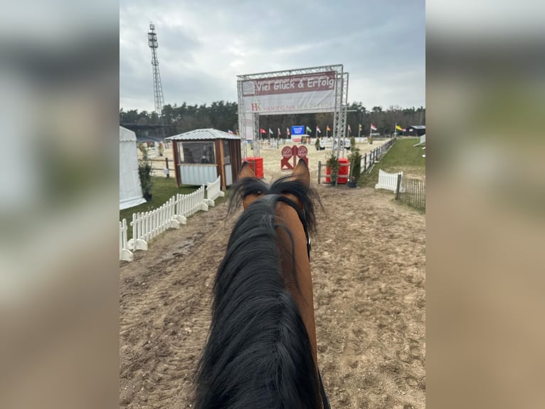 Trakehner Stallion 4 years 16.2 hh Brown in Freren