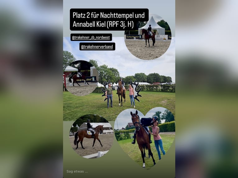 Trakehner Stallion 4 years 16.2 hh Brown in Thuine