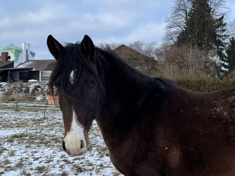 Trakehner Stallion 4 years 16 hh Bay-Dark in Rohrbach