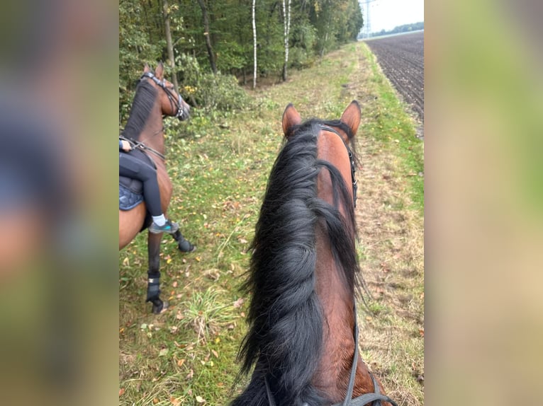 Trakehner Stallion 4 years 16,2 hh Brown in Thuine
