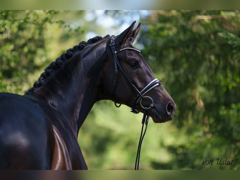 Trakehner Stallion 4 years 16,3 hh Smoky-Black in Dätgen