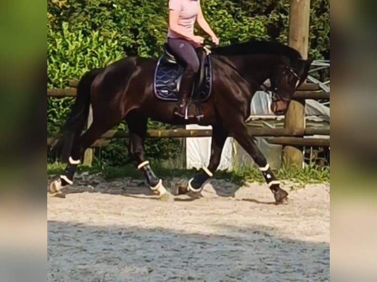 Trakehner Stallion 5 years 16,1 hh Brown in Solingen