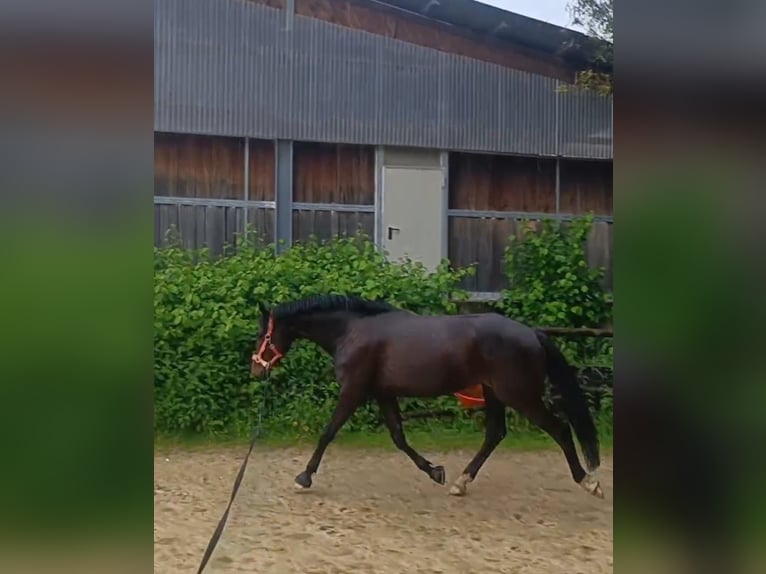 Trakehner Stallion 5 years 16,1 hh Brown in Solingen
