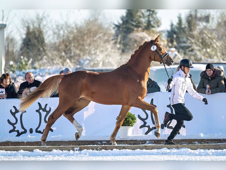 Trakehner Stallion 5 years 16.1 hh Chestnut-Red in Klein Offenseth