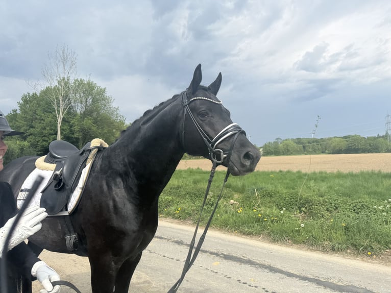 Trakehner Stallion 5 years 16,1 hh Black in M&#xFC;nster