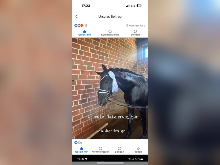 Trakehner Stallion 5 years 16,1 hh Black in M&#xFC;nster