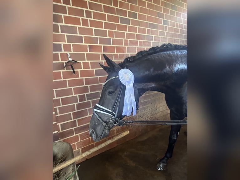 Trakehner Stallion 5 years 16,1 hh Black in M&#xFC;nster