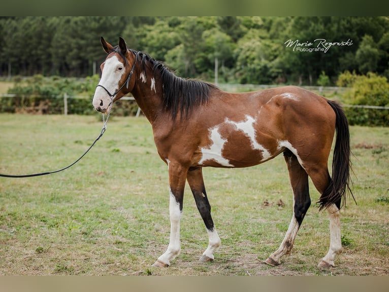 Trakehner Stallion 6 years 15,1 hh Overo-all-colors in Beaumont pied-de-boeuf