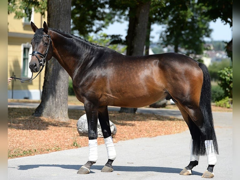 Trakehner Stallion 6 years 16.1 hh Bay-Dark in Stadl-Paura