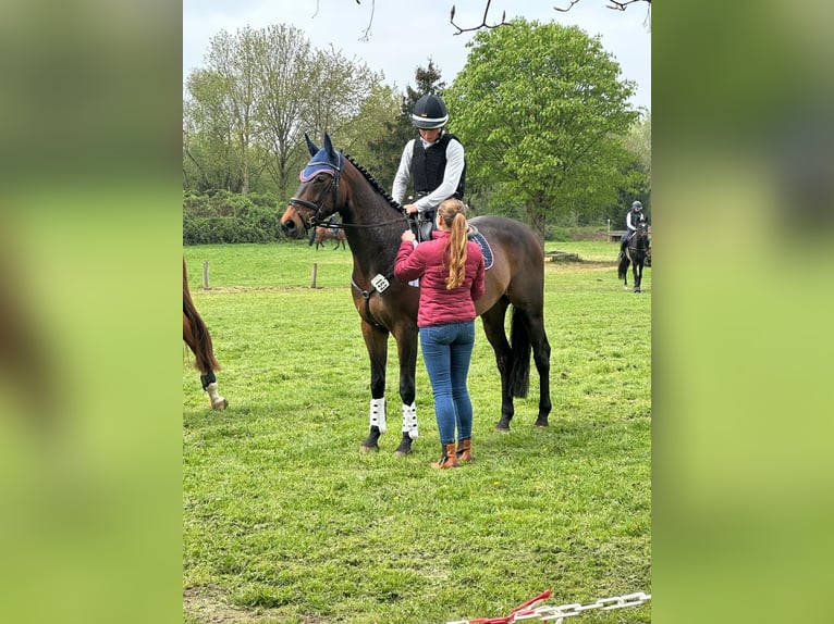 Trakehner Stallion 6 years 16.1 hh Bay-Dark in Warendorf