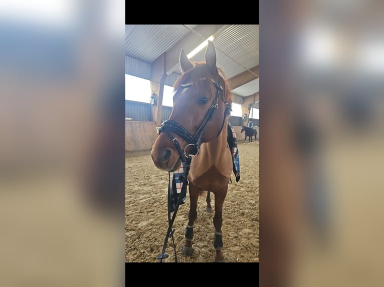 Trakehner Stallion 6 years 16 hh Chestnut-Red in Wuppertal