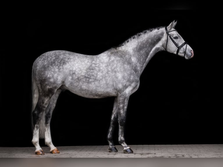 Trakehner Stallion 6 years 16 hh Gray in Aukrug