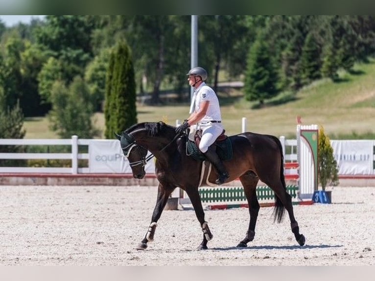 Trakehner Stallion 7 years 16,2 hh Bay-Dark in Paupis, Sk Mustangas