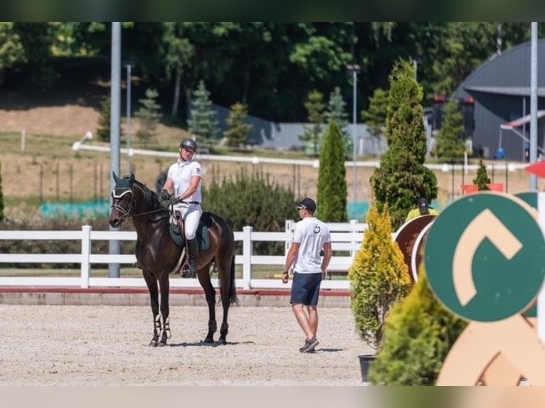 Trakehner Stallion 7 years 16,2 hh Bay-Dark in Paupis, Sk Mustangas