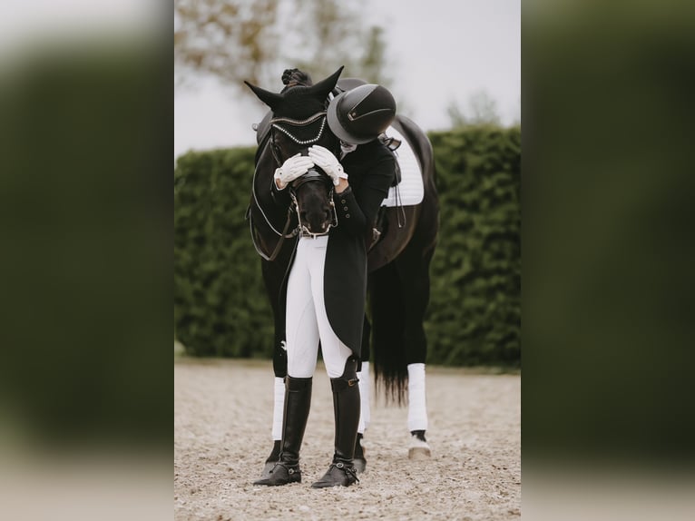 Trakehner Stallion 8 years 16,2 hh Black in Dreieich