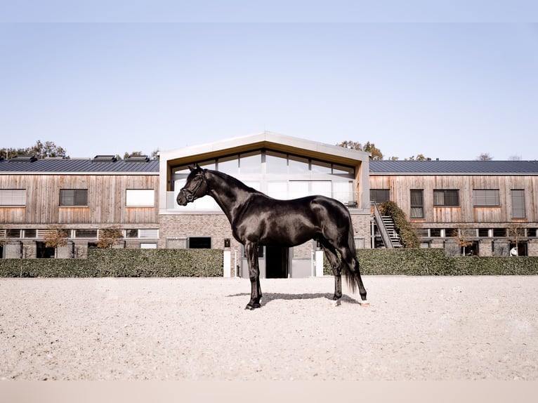 Trakehner Stallion 8 years 16,2 hh Black in Dreieich