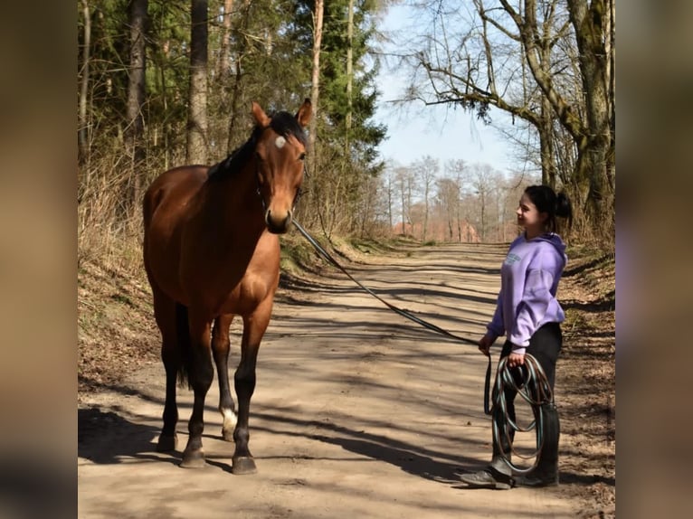 Trakehner Stallion 8 years 16 hh Brown in Nalikajmy
