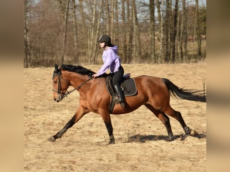 Trakehner Stallion 8 years 16 hh Brown in Nalikajmy