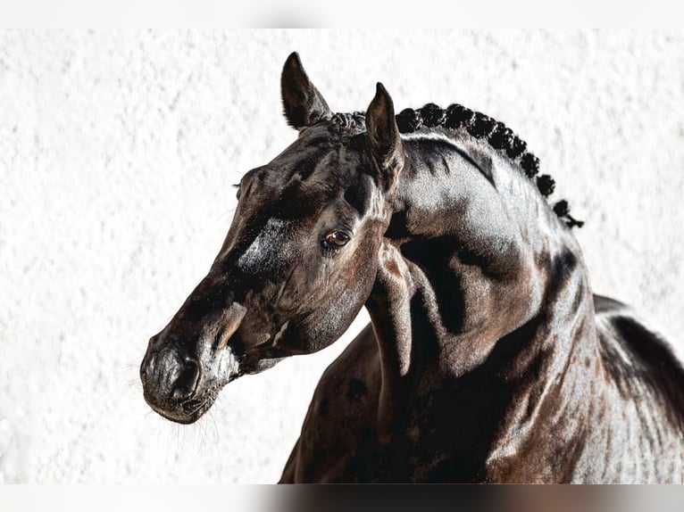 Trakehner Stallion Black in Pfarrkirchen