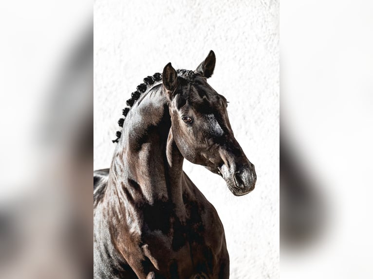 Trakehner Stallion Black in Pfarrkirchen