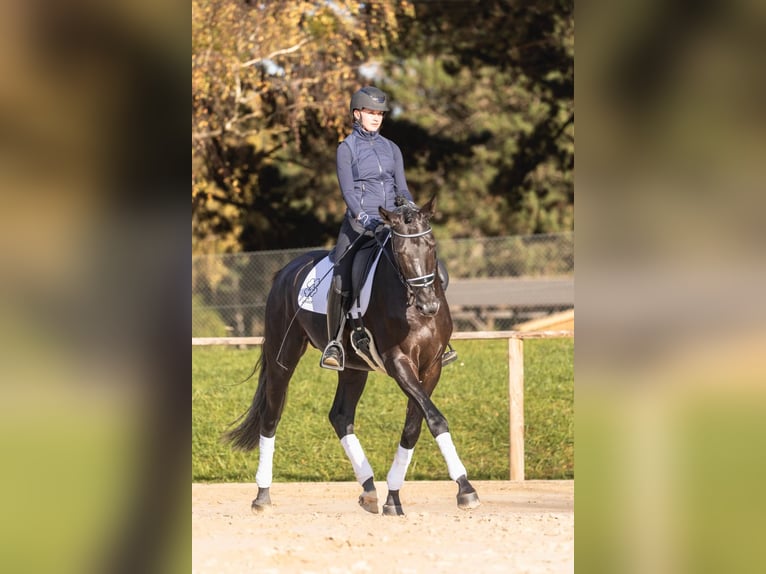 Trakehner Stallion Black in Pfarrkirchen