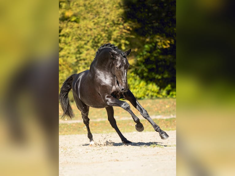 Trakehner Stallion Black in Pfarrkirchen