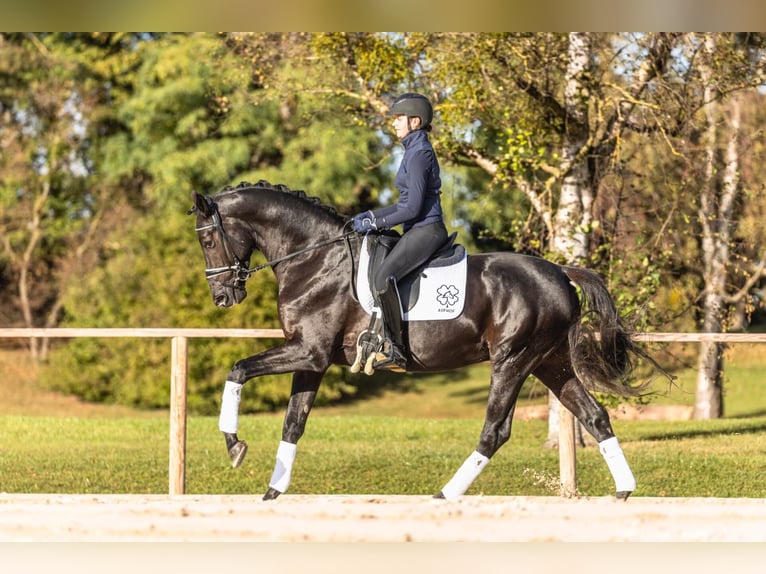 Trakehner Stallion Black in Pfarrkirchen