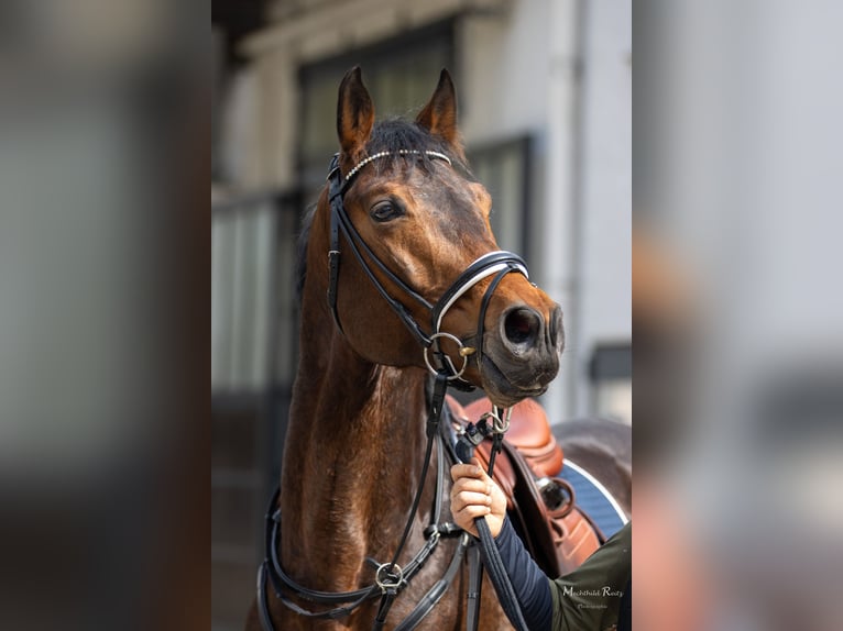 Trakehner Stallion Brown in Nümbrecht