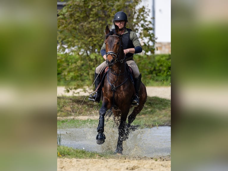 Trakehner Stallion Brown in Nümbrecht