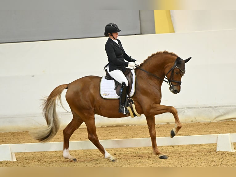 Trakehner Stallion Chestnut in Wolfhagen