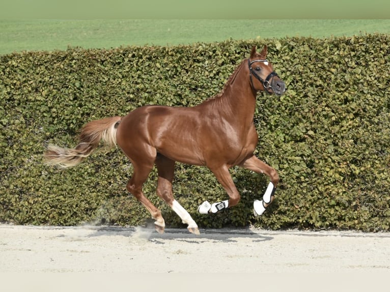 Trakehner Stallion Chestnut-Red in Bad Oldesloe