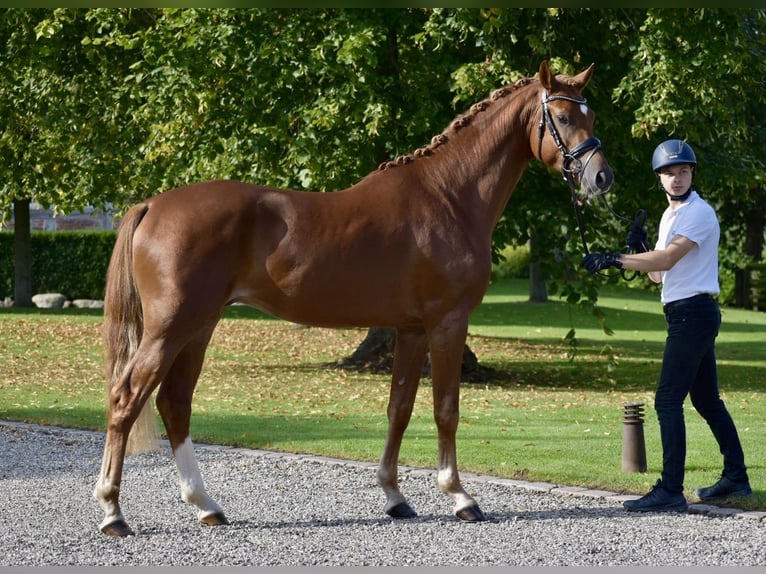 Trakehner Stallion Chestnut-Red in Bad Oldesloe