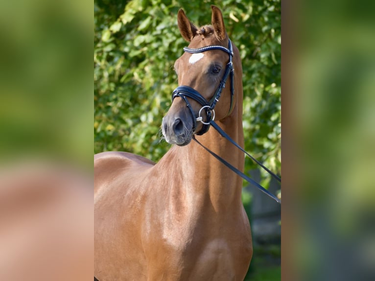 Trakehner Stallion Chestnut-Red in Bad Oldesloe