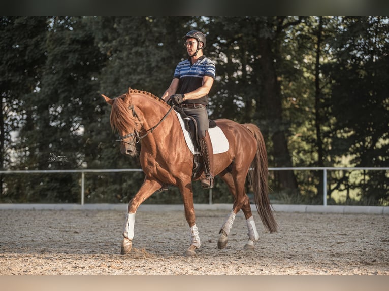 Trakehner Stallion Chestnut-Red in Bad Oldesloe