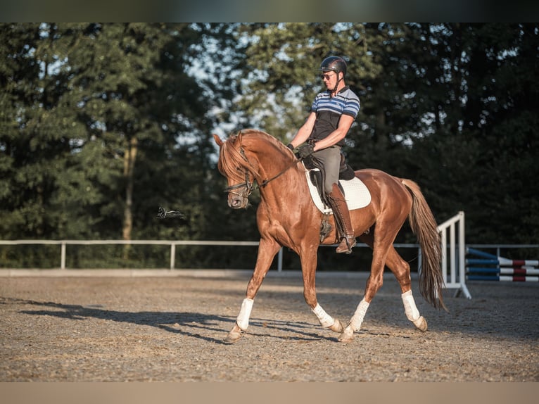 Trakehner Stallion Chestnut-Red in Bad Oldesloe
