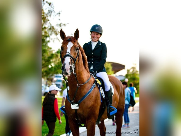 Trakehner Stallion Chestnut-Red in Aukrug
