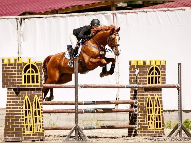 Trakehner Stallion Chestnut-Red in Aukrug