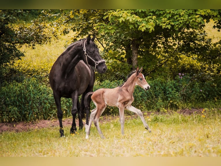 Trakehner Stallion  10,1 hh Bay-Dark in Walshausen