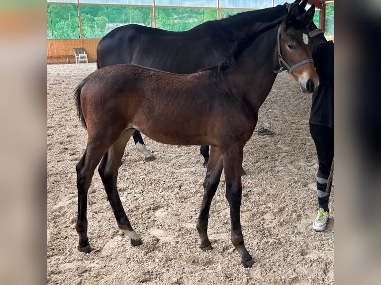 Trakehner Stallion Foal (05/2025) 10,1 hh Bay-Dark in Walshausen