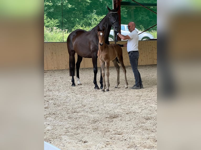 Trakehner Stallion Foal (05/2025) 10,1 hh Bay-Dark in Walshausen