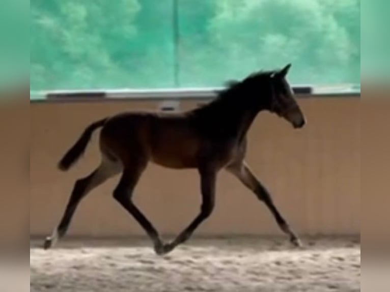 Trakehner Stallion Foal (05/2025) 10,1 hh Bay-Dark in Walshausen